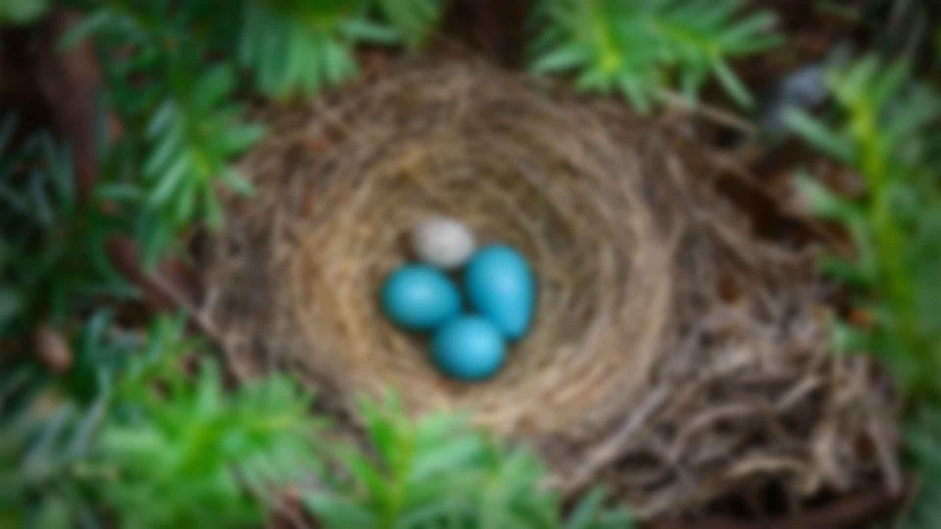 ӵʽ